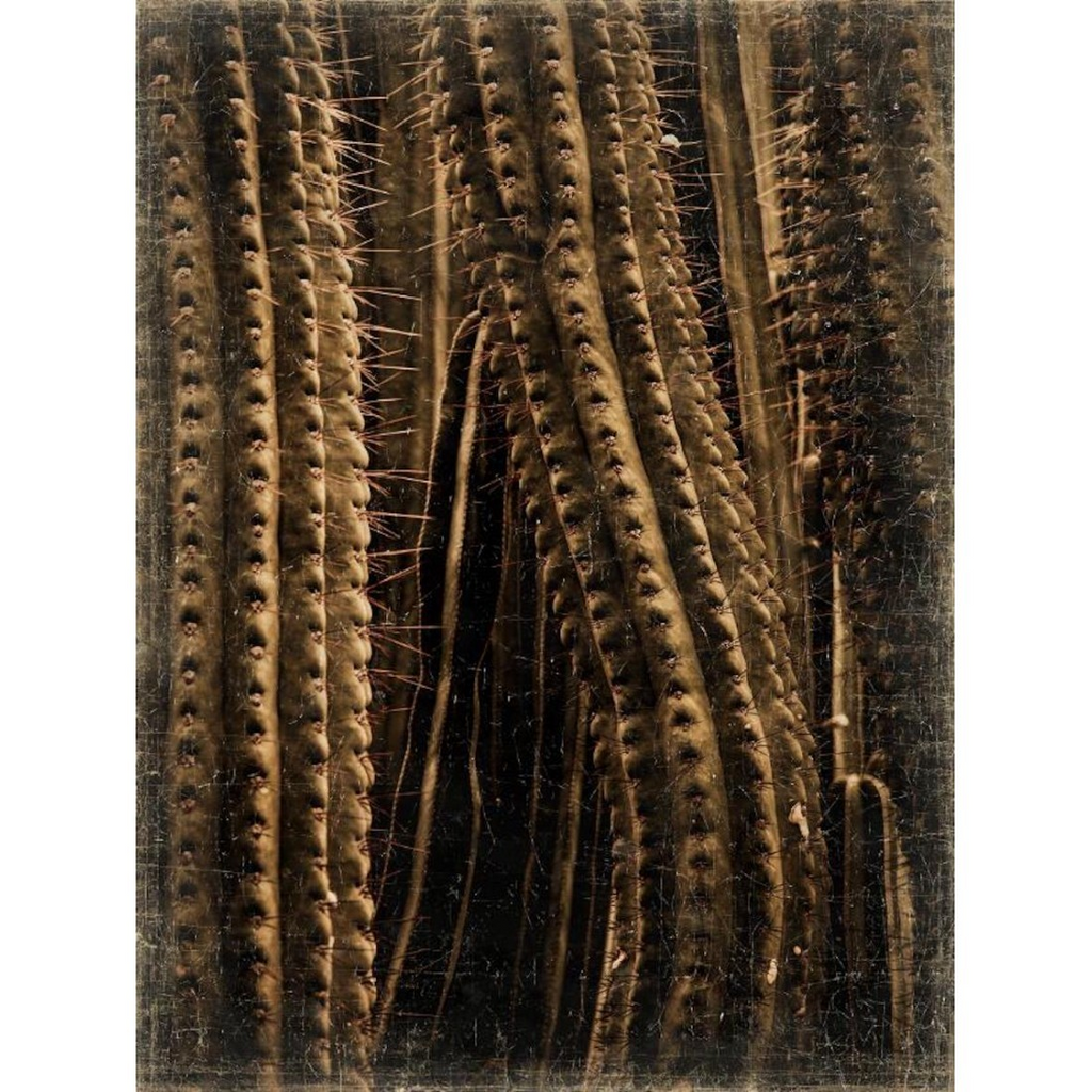 Papiro 90x120